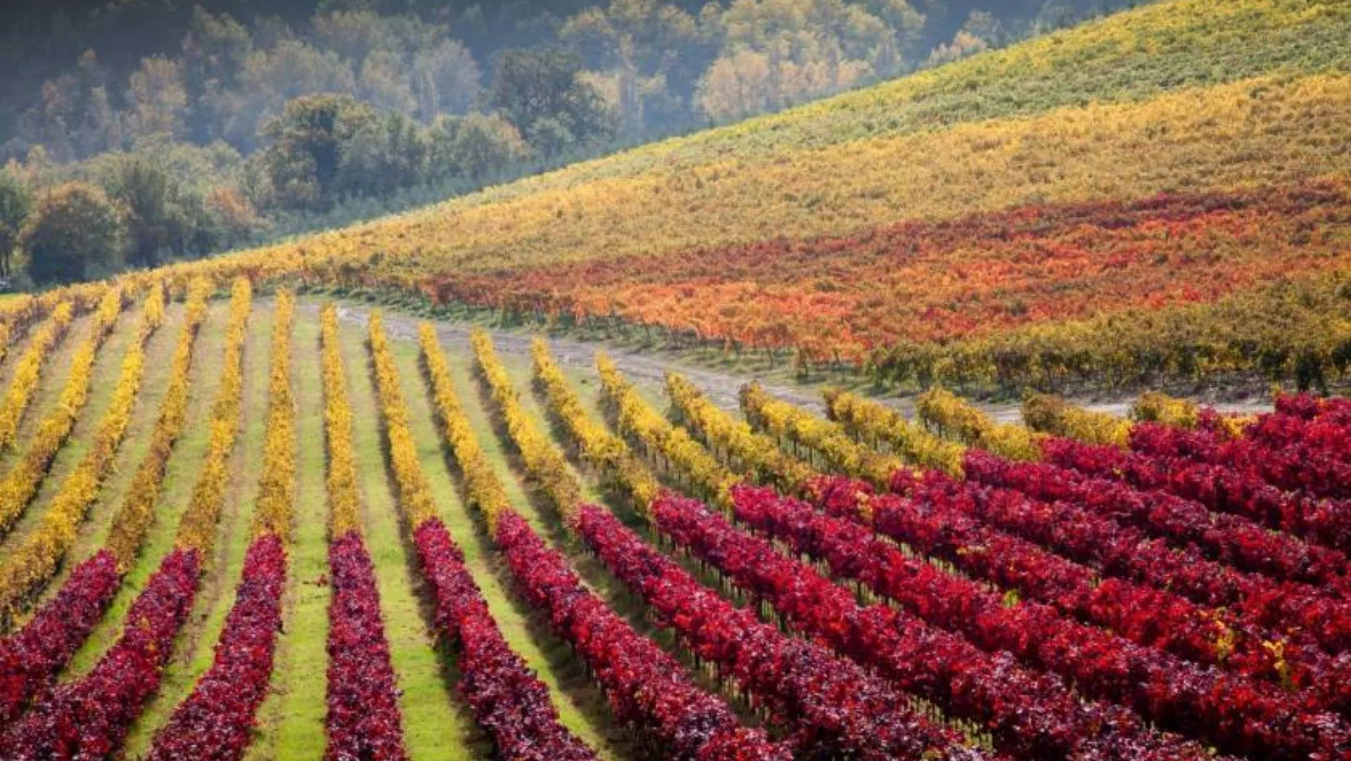 Viaggio sensoriale nelle cantine delle Marche Viaggio sensoriale nelle cantine delle Marche