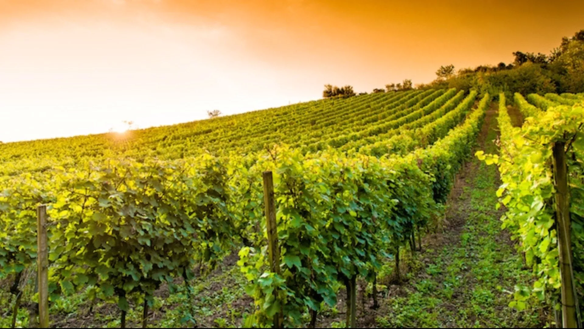 Le perle nascoste delle cantine abruzzesi Le perle nascoste delle cantine abruzzesi