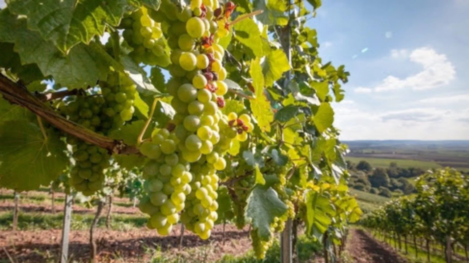 Alla scoperta delle cantine laziali Alla scoperta delle cantine laziali